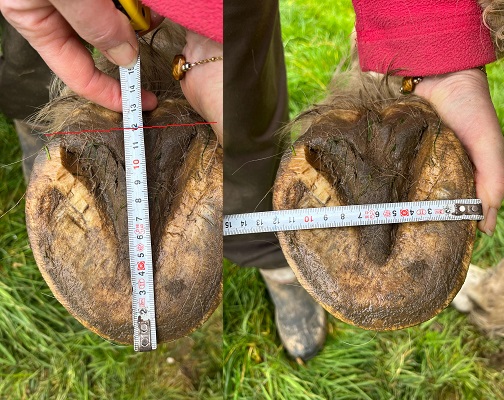horse boot fitting hipposandale renegade