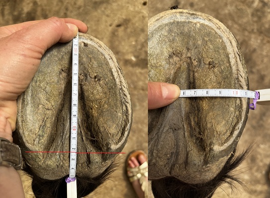 mesurer les sabots du cheval hipposandale
