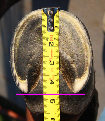 Mesure de la longueur du sabot pour hipposandale